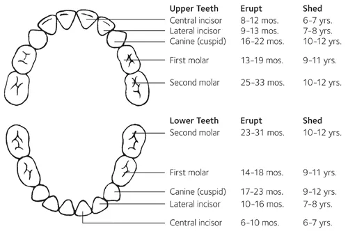 Tooth Chart McAfee Dental Dentist in Calhoun